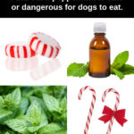 peppermint candy, oil, plant, and candy canes