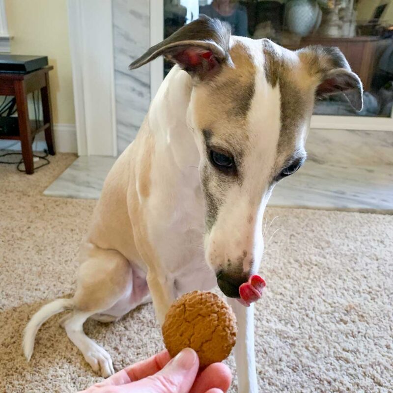 a whippet dog looking at a ginger snap cookie