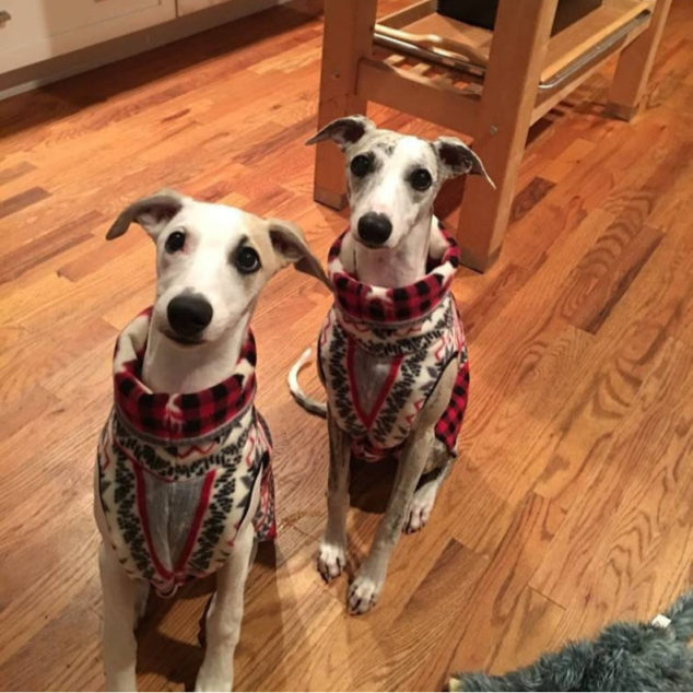 two whippets wearing fleece dog coats
