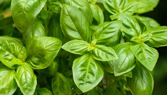 basil plant