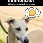 dog wondering about cornbread