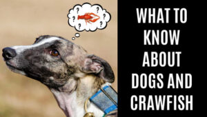 dog thinking about crawfish