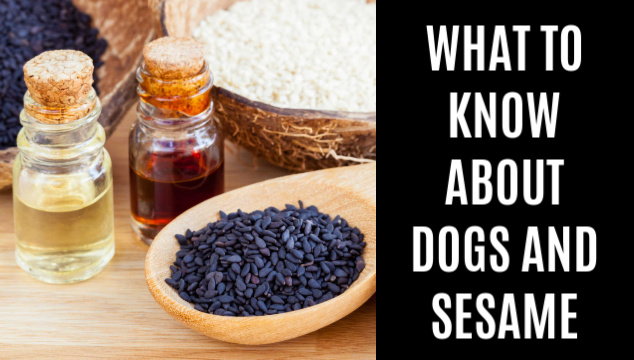 Can Dogs Eat Sesame? What to Know About Dogs and ...