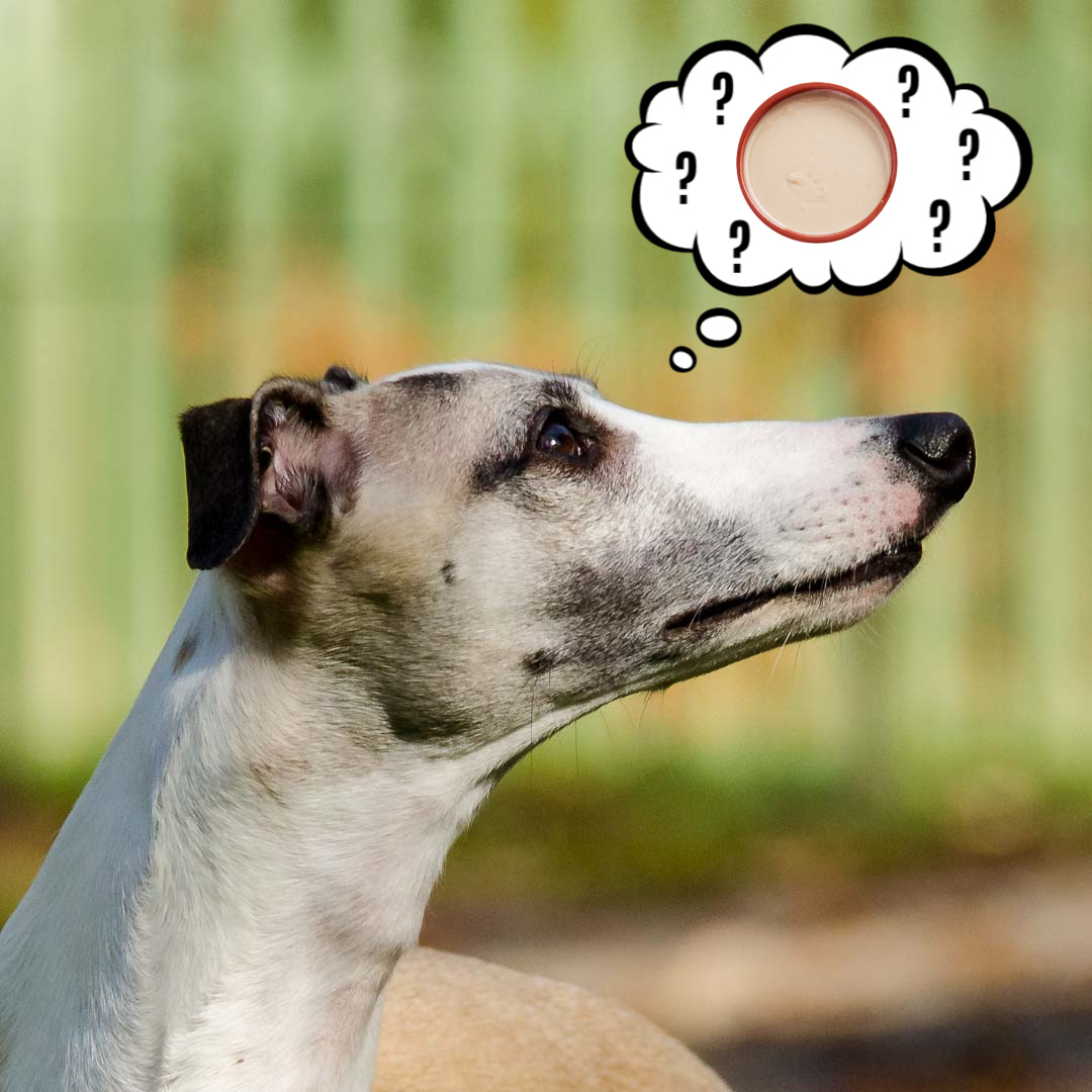 Whippet dog thinking about tahini