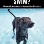 black whippet dog standing in a pool