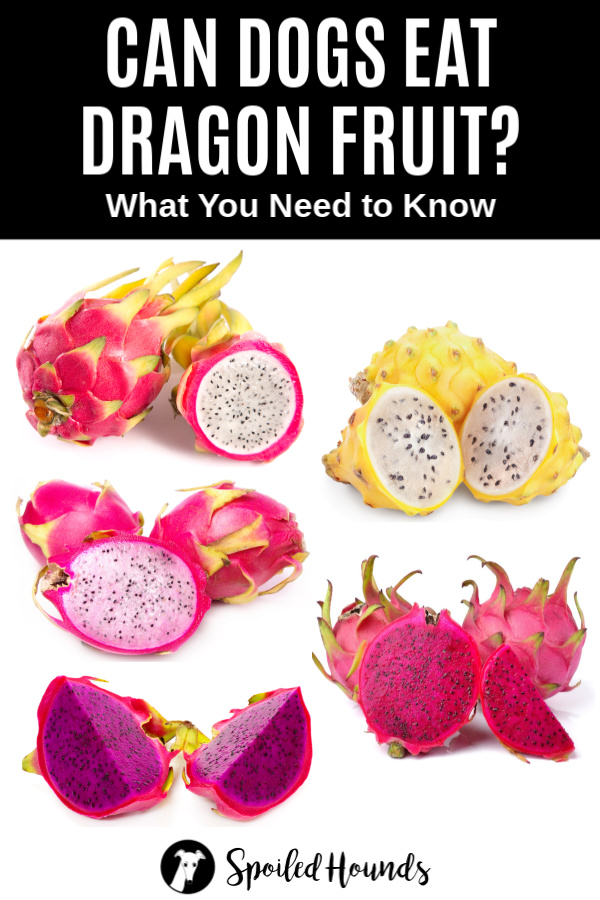 Can Dogs Eat Dragon Fruit