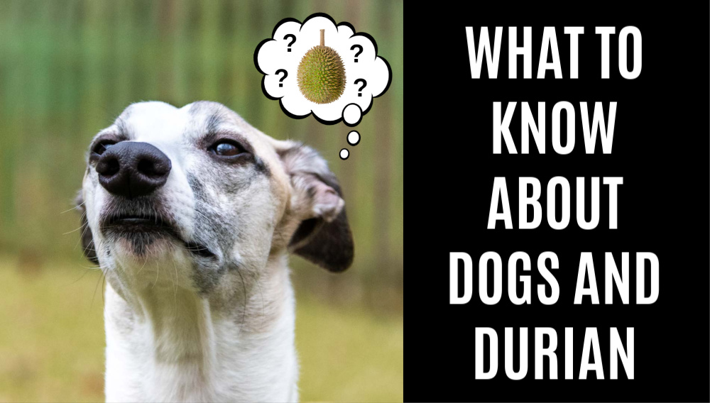 a dog wondering about eating durian