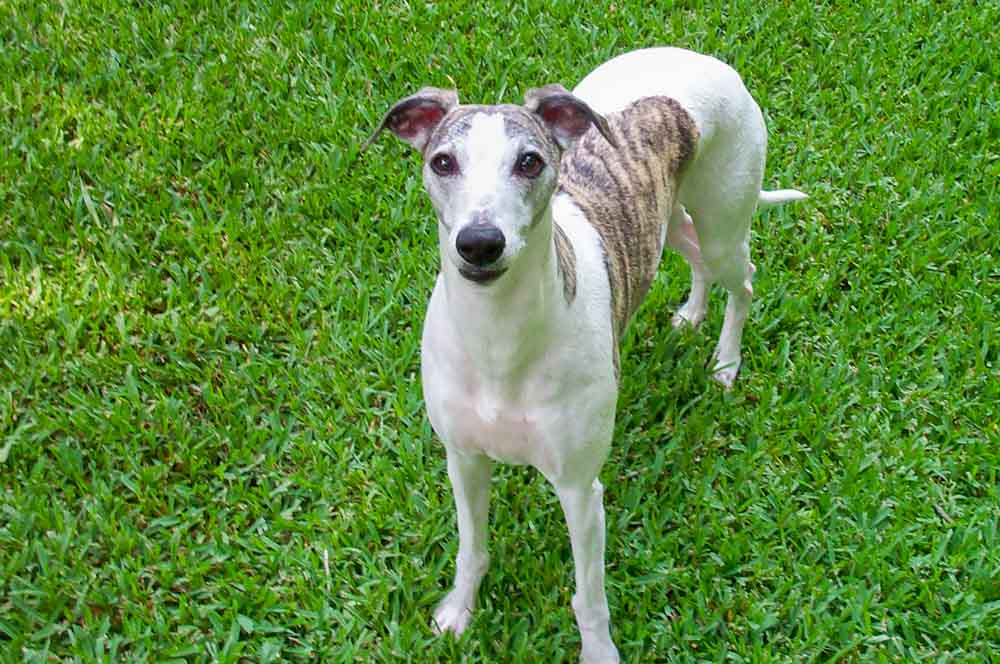 whippet with tan brindle spots