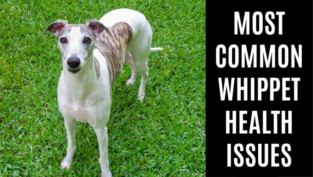 whippet with brindle spots standing on grass