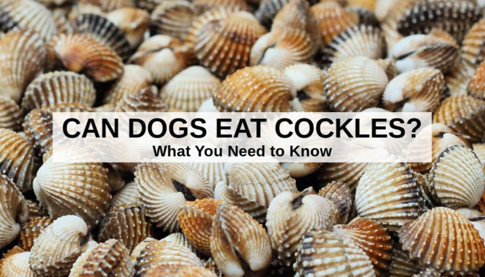 cockles shells
