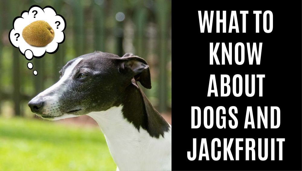 black and white dog wondering about jackfruit