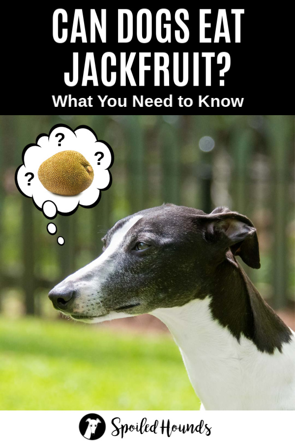 dog wondering about jackfruit
