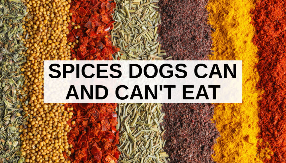 Spices Dogs Can and Can't Eat. What to Know About Dogs and Spices