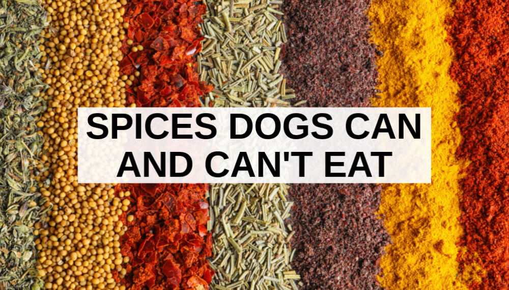 Do dogs like spicy hot sale food