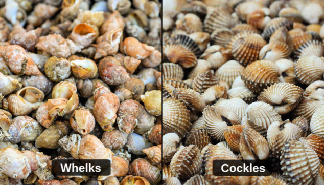 collage of whelks and cockles