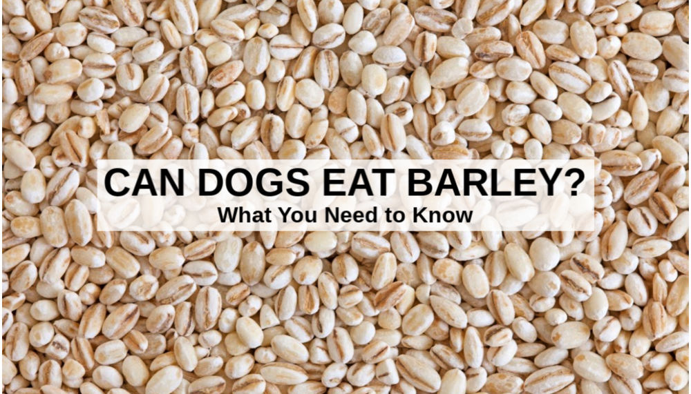 Can dogs eat barley and quinoa