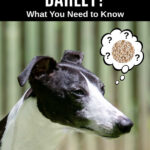 dog wondering about barley