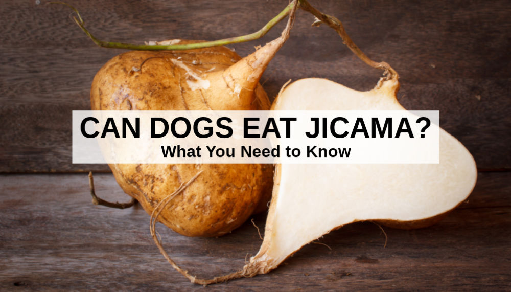 can chihuahua eat jicama?