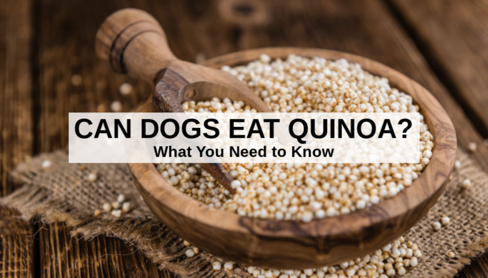 can my golden retriever eat quinoa? 2