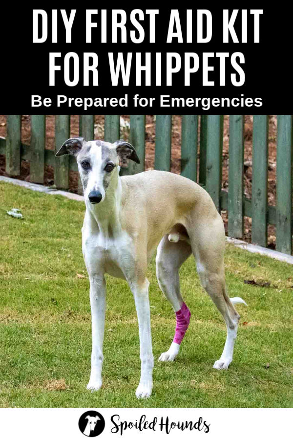 whippet with a pink bandage on its leg