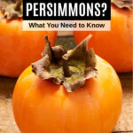 persimmons on a table