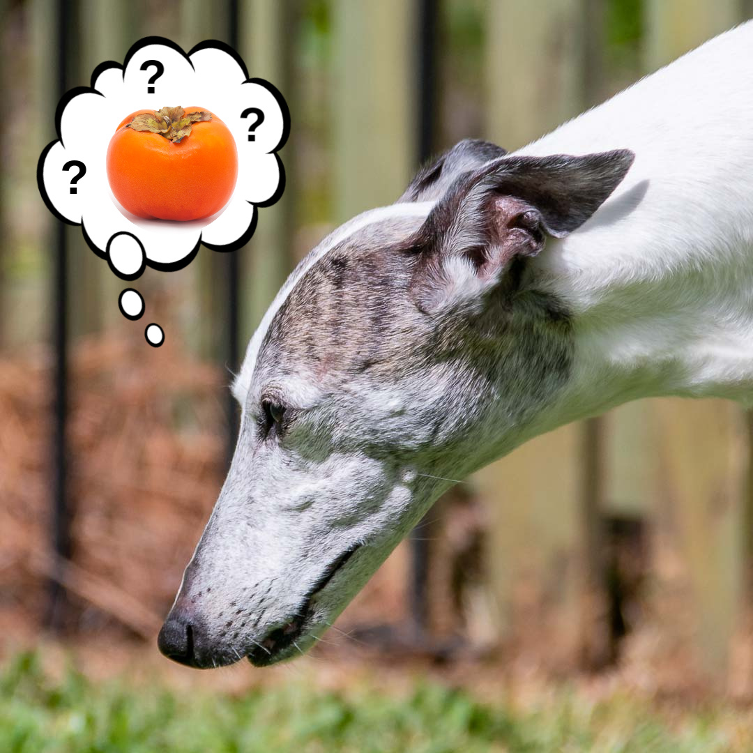 Can Dogs Eat Persimmons? What You Need To Know - Spoiled Hounds