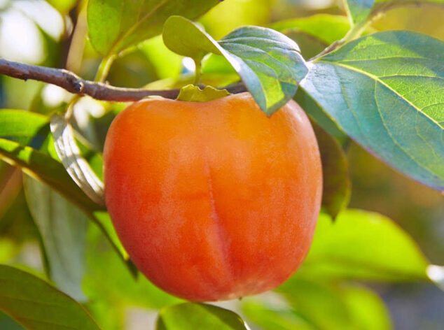 persimmon on the tree