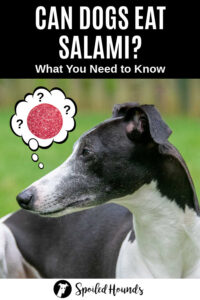Can Dogs Eat Salami? What You Need To Know