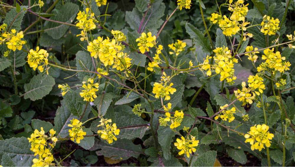wild mustard sinapis arvensis plant