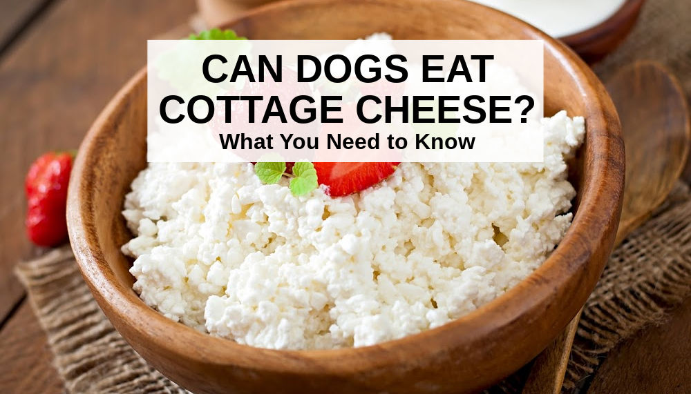 Can Dogs Eat Cottage Cheese? What You Need to Know