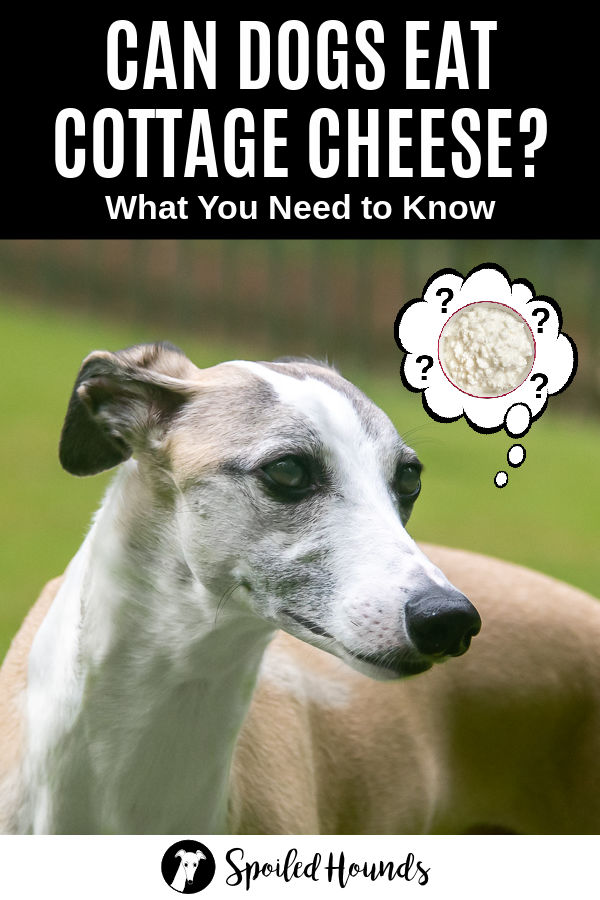 Can Dogs Eat Cottage Cheese What You Need to Know Spoiled Hounds