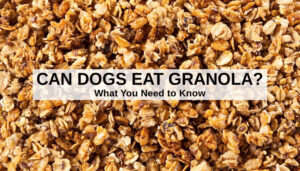 View of Can Dogs Eat Granola? What You Need To Know