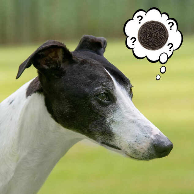 a black and white whippet dog wondering about Oreos