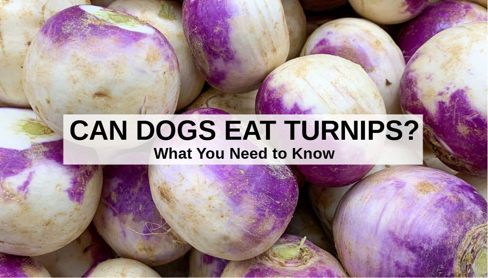 Are turnips okay for dogs