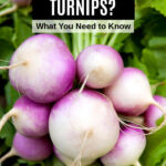 a bunch of turnips and turnip greens