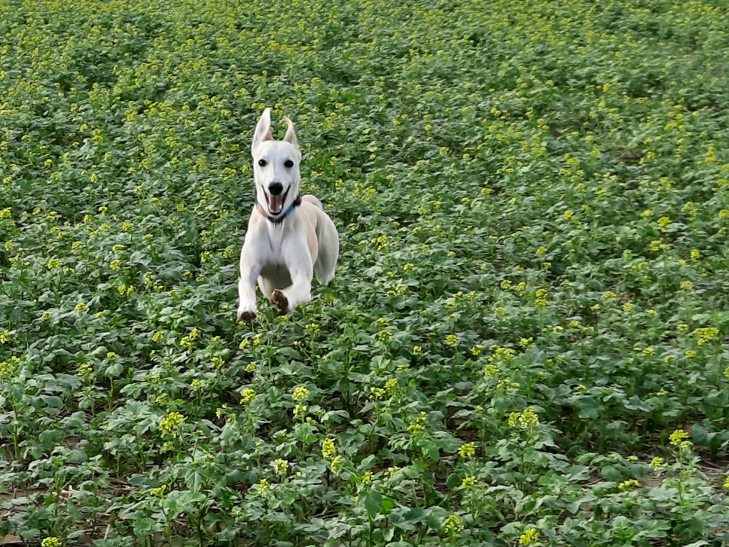 whippet dog jumping over mustard plants