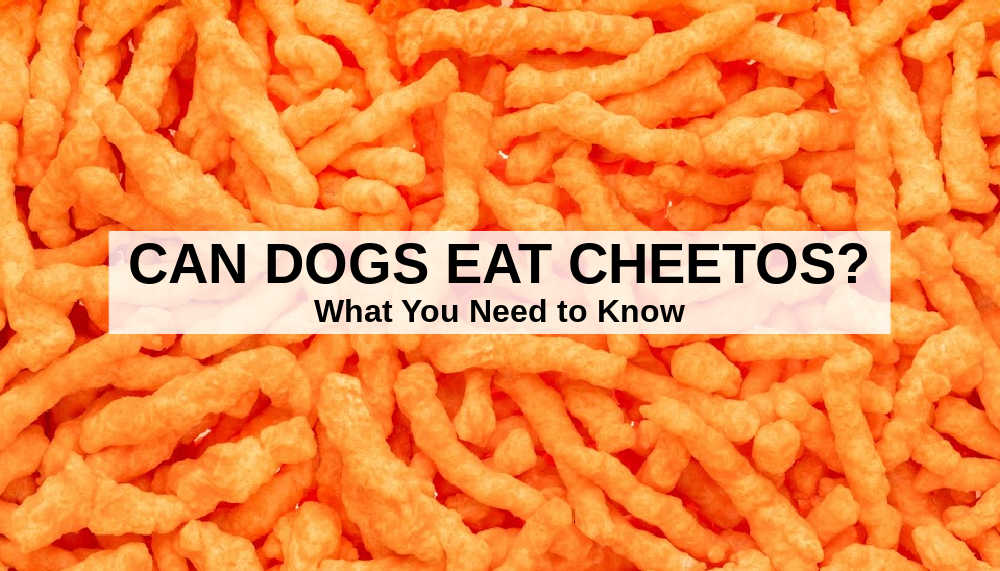 Can Dogs Eat Cheetos? What To Know About Dogs And ...