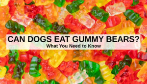 Can Dogs Eat Gummy Bears? What to Know about Dogs and Gummies
