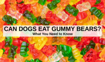 gummy bears with text overlay