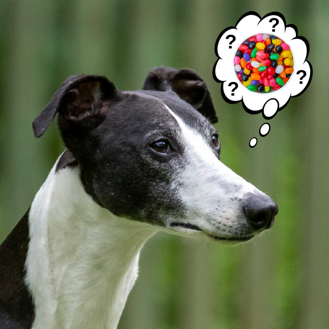whippet dog wondering about jelly beans
