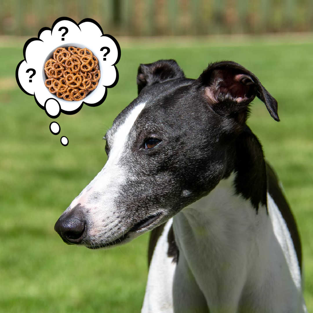 whippet dog wondering about pretzels