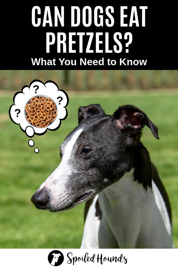 dog wondering about pretzels
