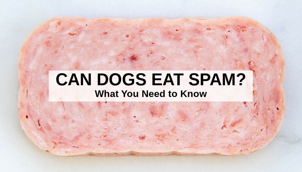 a slice of raw Spam meat