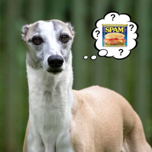 Can Dogs Eat Spam? What You Need To Know