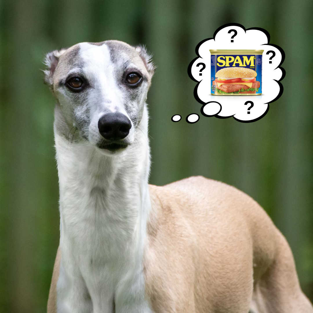 whippet dog wondering about Spam