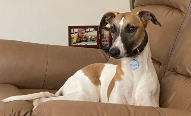 brown and white whippet dog sitting on a leather chair