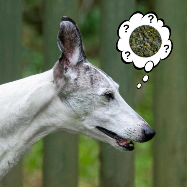 dog wondering about collard greens