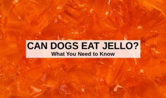 closeup photo of orange Jello gelatin