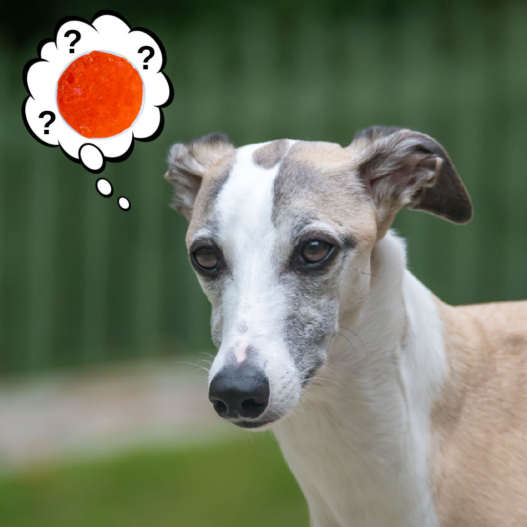 whippet dog wondering about Jello