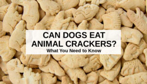 Can Dogs Eat Animal Crackers? This Is What You Need To Know